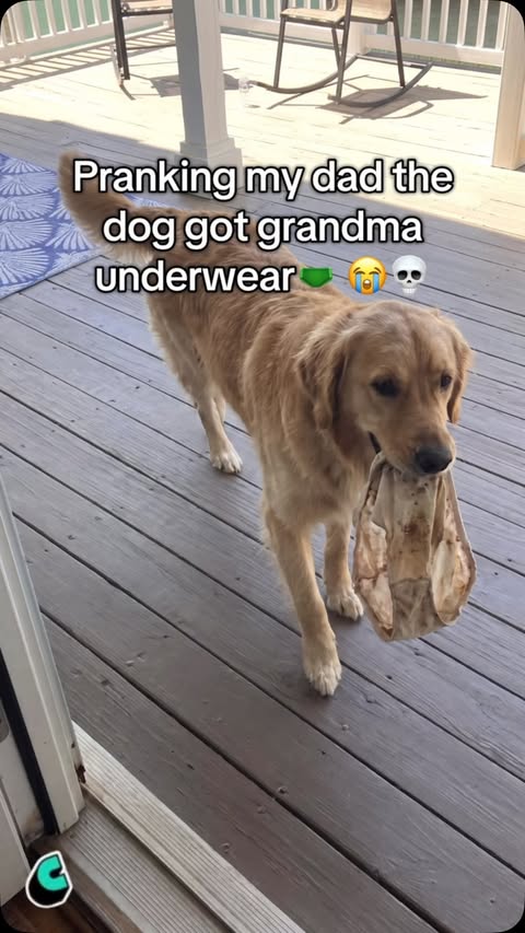 The dog really chose the WORST thing from the laundry 😂
#DogPrank #DadPrank #GrandmaPrank #FunnyTexts #cantina
@cantina