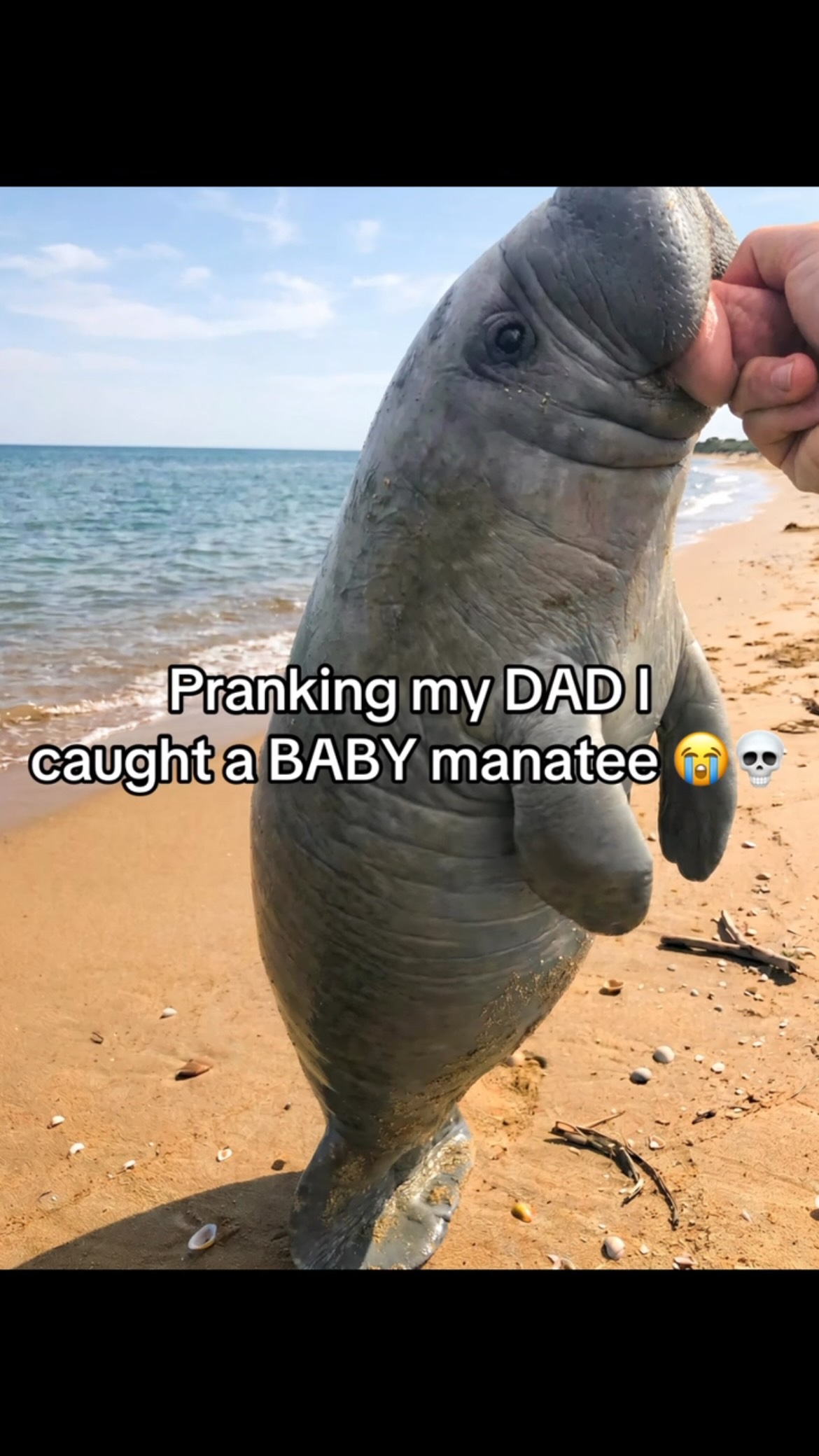It’s kinda cute tho #manatee #dad #prankvideo #viral