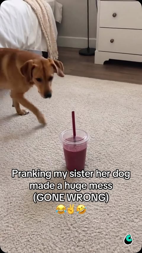 She was pissed 😂 #funny #sister #prank #cantina #food