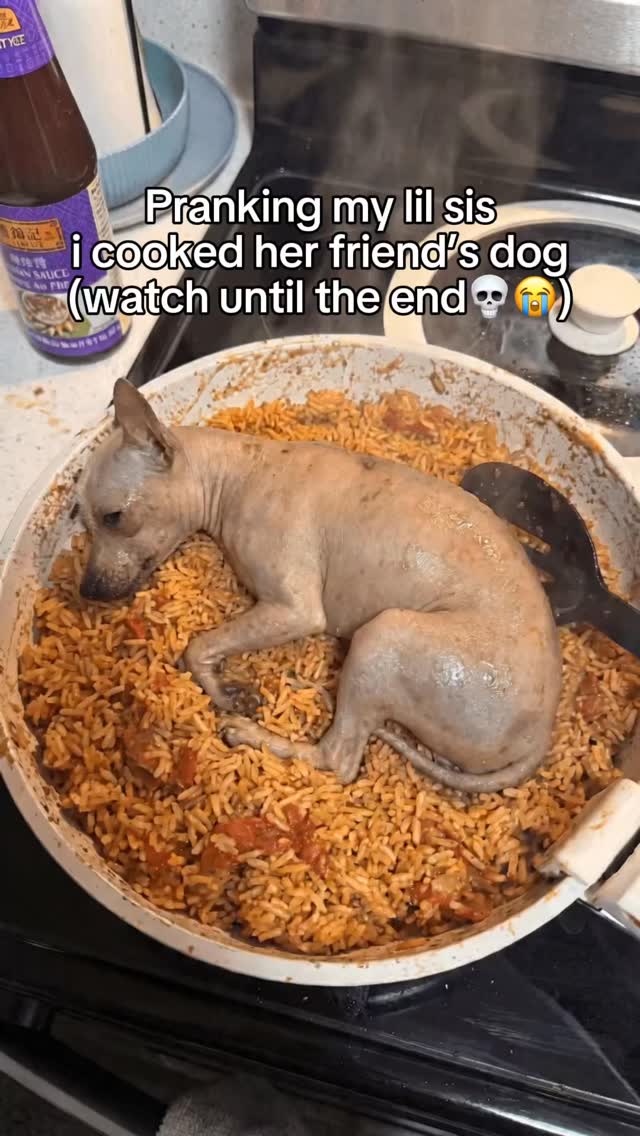 She said her friend got 2 dogs 💀🤣 #prank #prankviedeo #dog #doglover #nyc