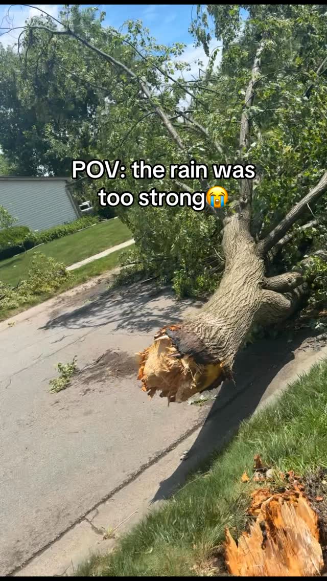 how tf this even happen😭 #treefalling #rainstorm #crazy #fyp
