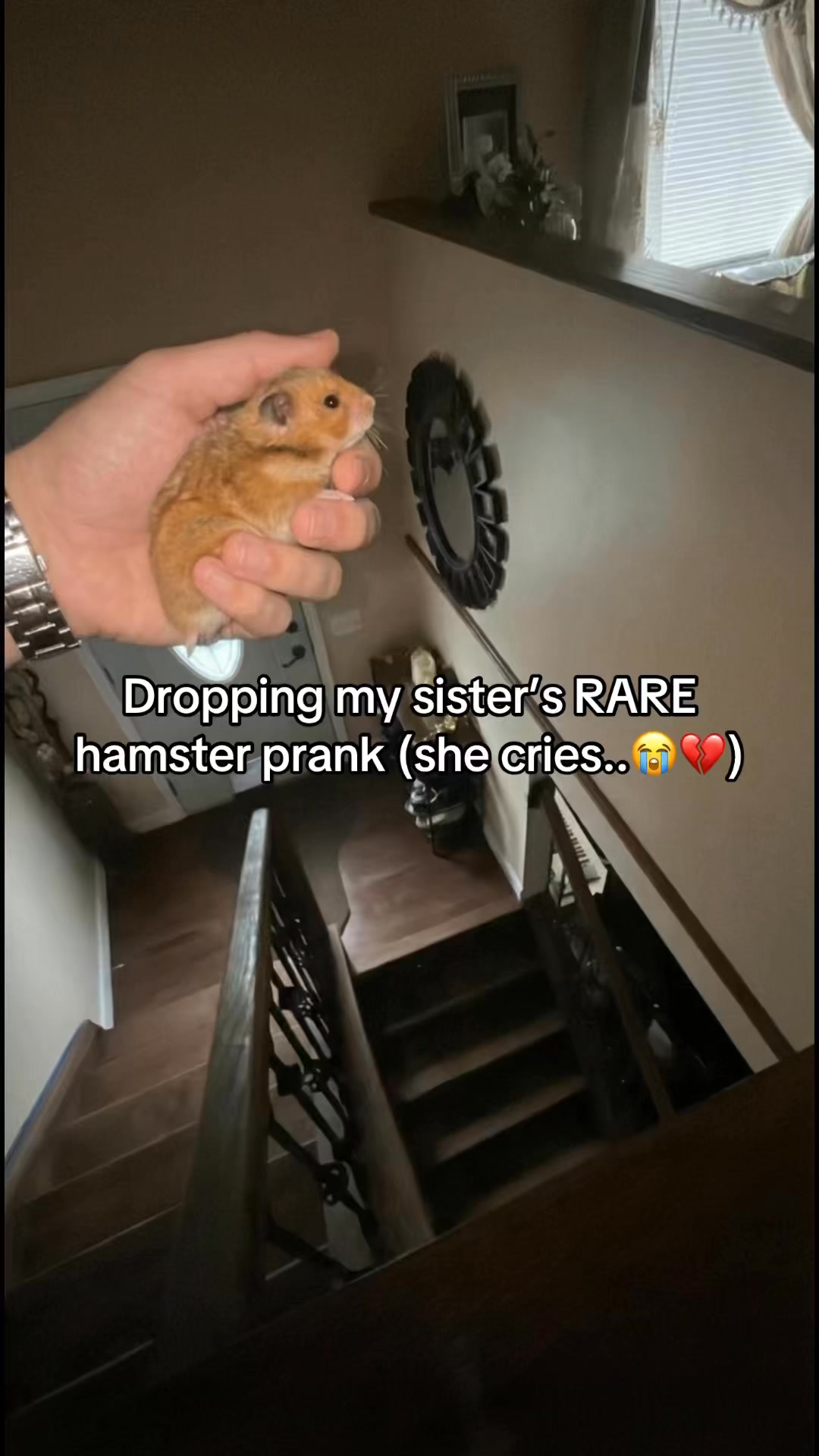 #prank #hamsters #littlesister #comedyreels