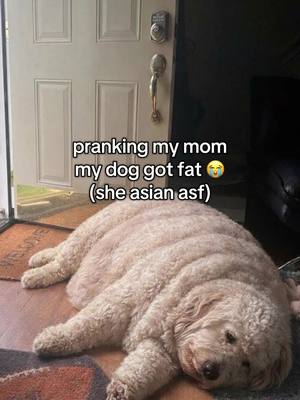 i was just feeding him love #prank #mom #asian #dog