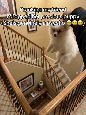 Bro this looks too real 😭😭 (THIS IS ALL AI😭😭) #asian #prankvideo #dog #thailand #pomeranian 