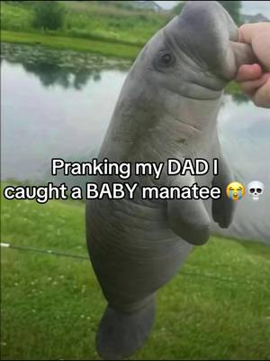 Yo why it lowk look cute 🥰 #prankvideo #asian #dad #manatee #fishing