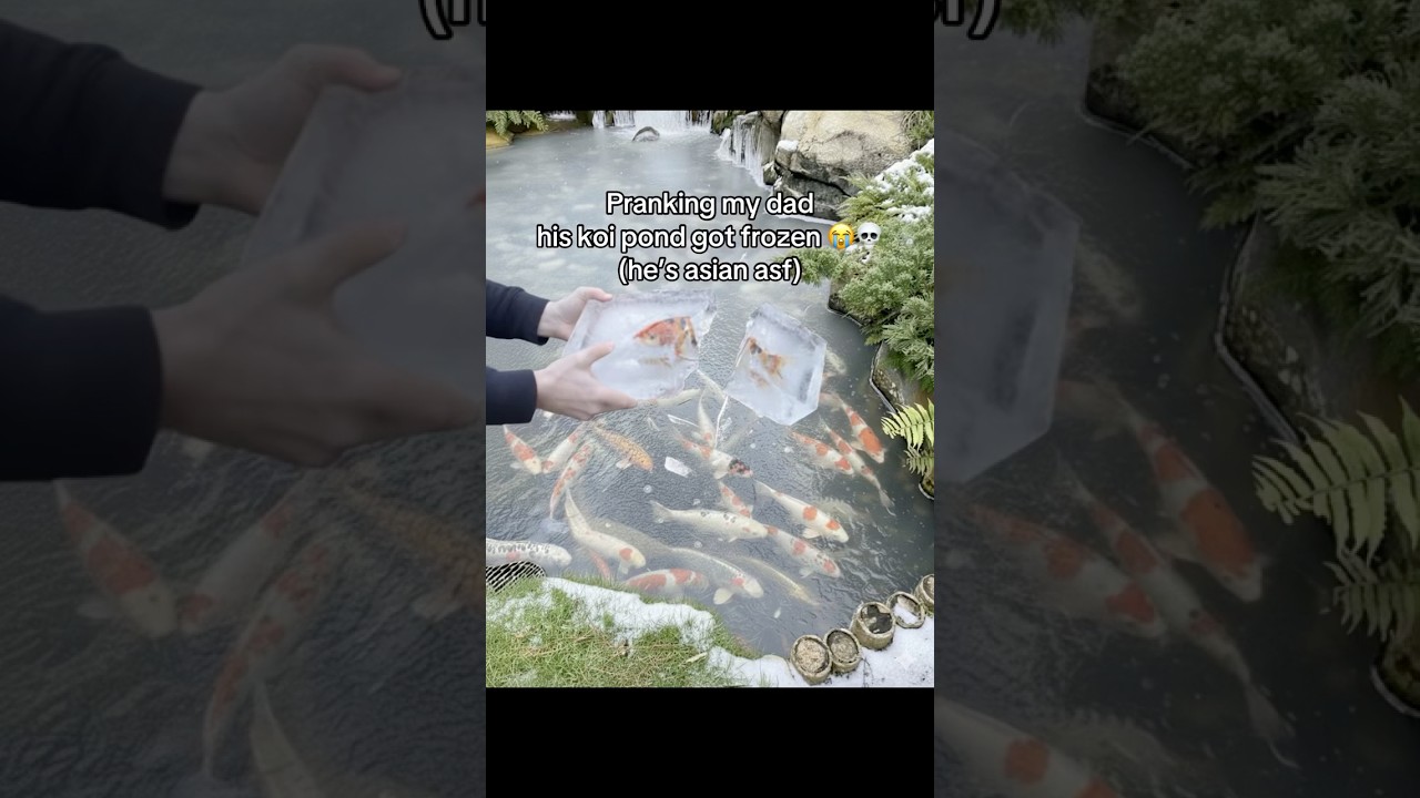 I broke his heart over his koi fish #asian #dad #prankvideo #prank #ai